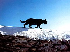 Gatti (112)